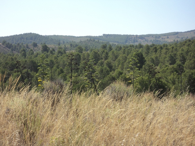 REBAJADO. Venta Casa Cortijo Señorial  en Lorca con finca de 80 ha.
