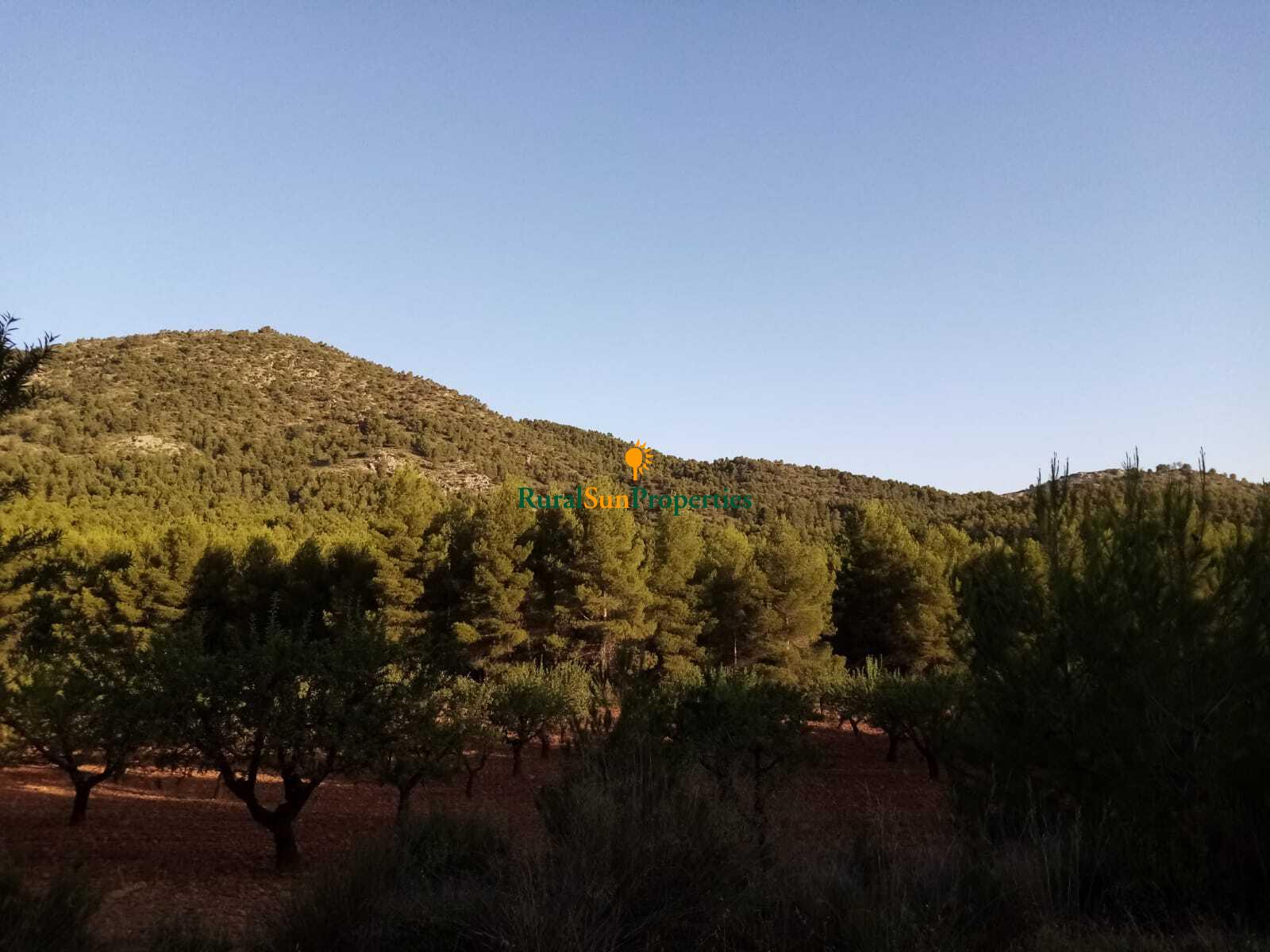 Finca monte pinar de 200ha Sierra de Burete en el Noroeste de Murcia.